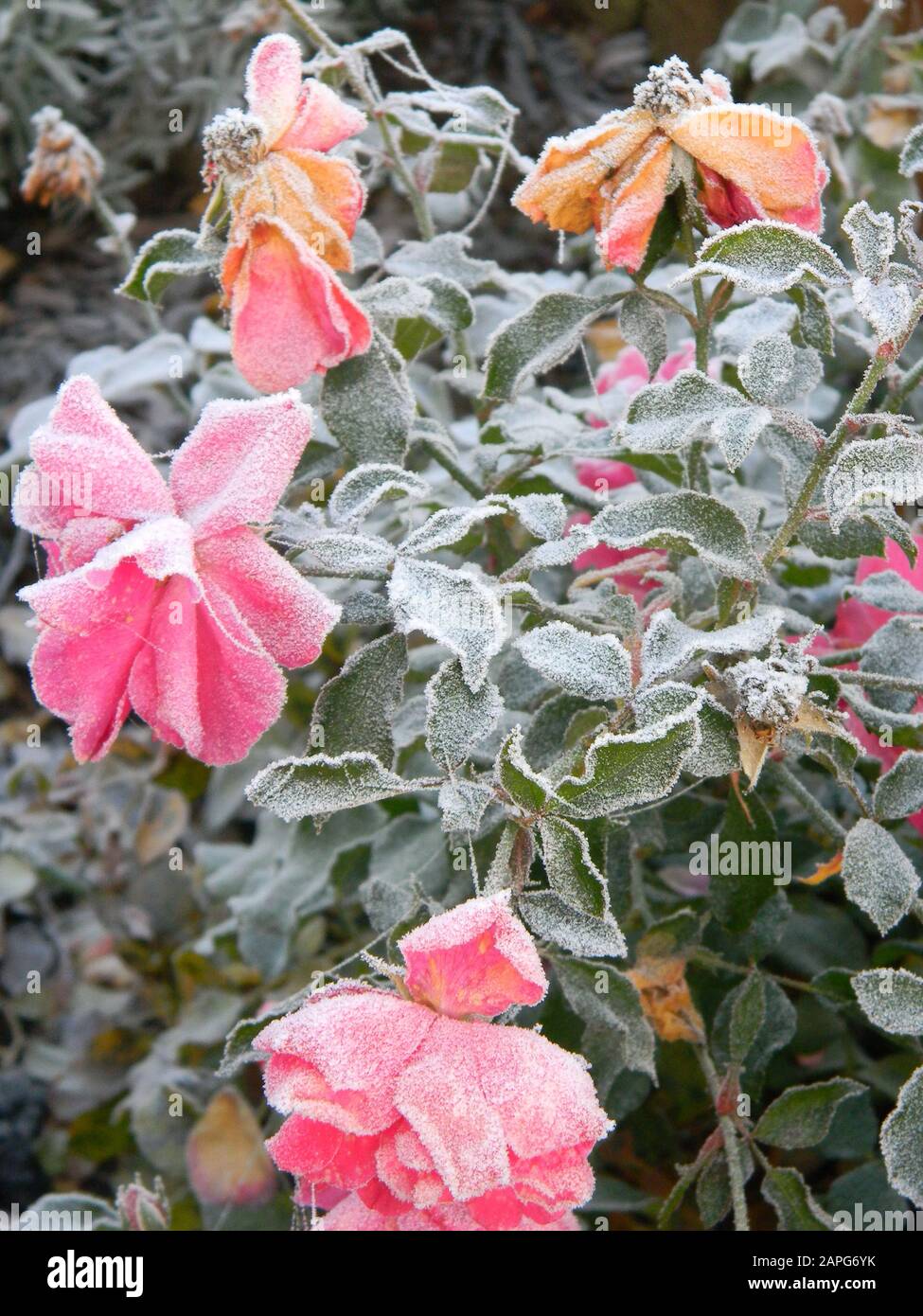 Gros plan de la rose de Chine gelée, de la rose de couverture de sol, couverte de givre Banque D'Images