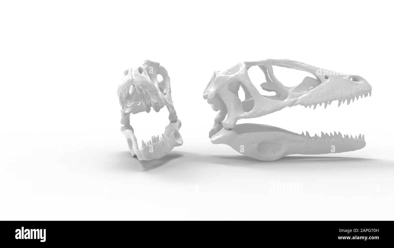 Rendu tridimensionnel d'un crâne de prédateur animal isolé sur fond blanc Banque D'Images