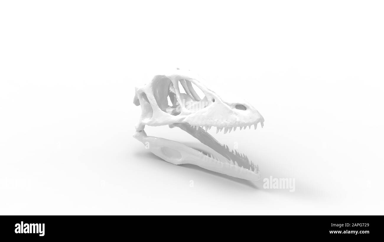 Rendu tridimensionnel d'un crâne de prédateur animal isolé sur fond blanc Banque D'Images