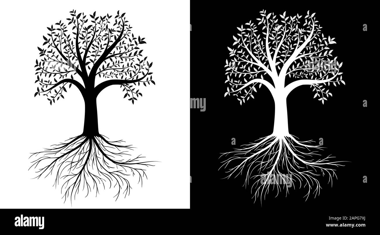 Arbre vectoriel avec feuilles et racines Illustration de Vecteur