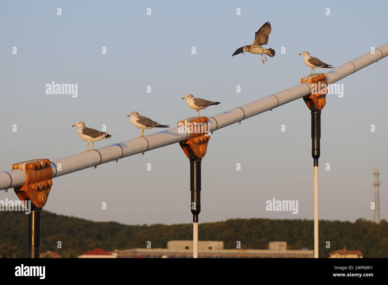 Mouettes assises sur la partie de maintien du pont. Un seul mouette est l'atterrissage. Banque D'Images