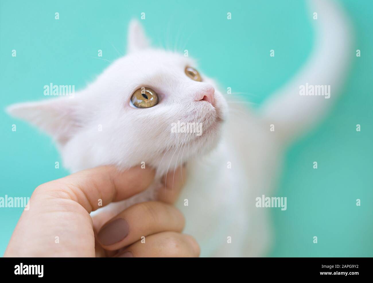 Main touchant mignon doux curieux chat blanc de chaton sur fond de couleur de menthol. Ami, animal de compagnie, allergie, tendresse, concept de solitude Banque D'Images