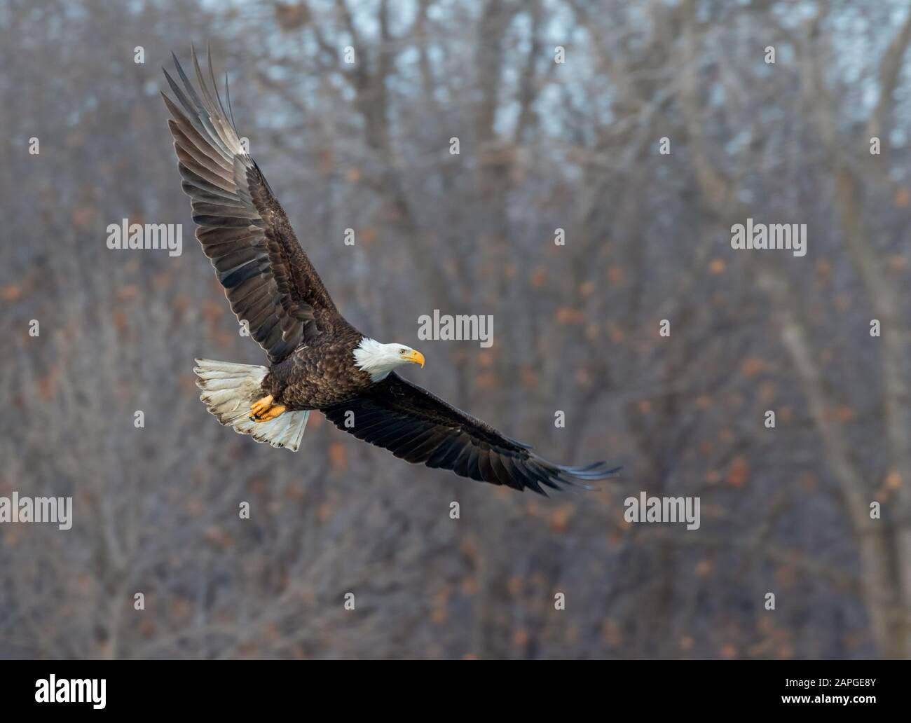 Bald eagle (Haliaetus leucocephalus) adulte volant à travers la forêt d'hiver, Saylorville, Iowa, États-Unis Banque D'Images