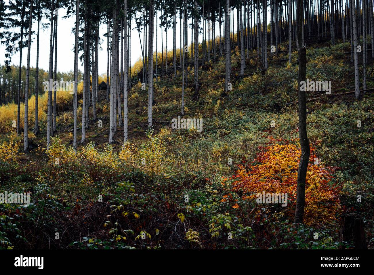 L'automne coloré dans la forêt de montagne de Harz Banque D'Images