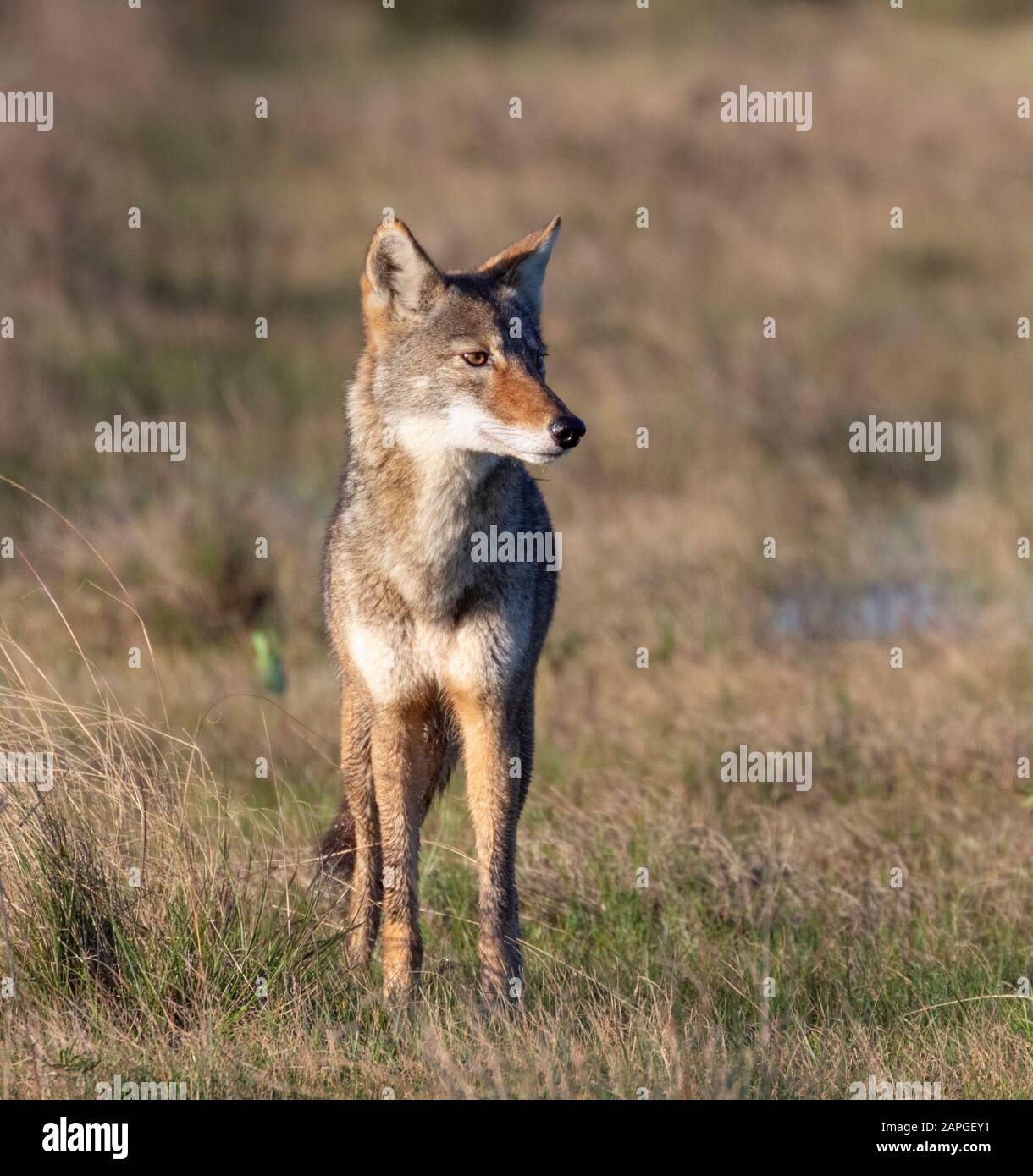 Coyote (Canis latrans), un hybride naturel présumé avec loup rouge (Canis rufus) dans un pré humide, Galveston, Texas, États-Unis. Banque D'Images