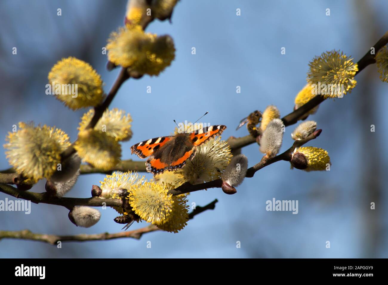 Gros plan d'un papillon assis sur une branche de un arbre Banque D'Images