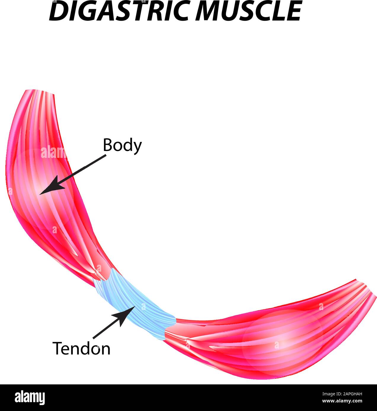 La structure du muscle squelettique. Muscle digastrique. Tendon. Infographies. Illustration vectorielle sur un arrière-plan isolé. Illustration de Vecteur