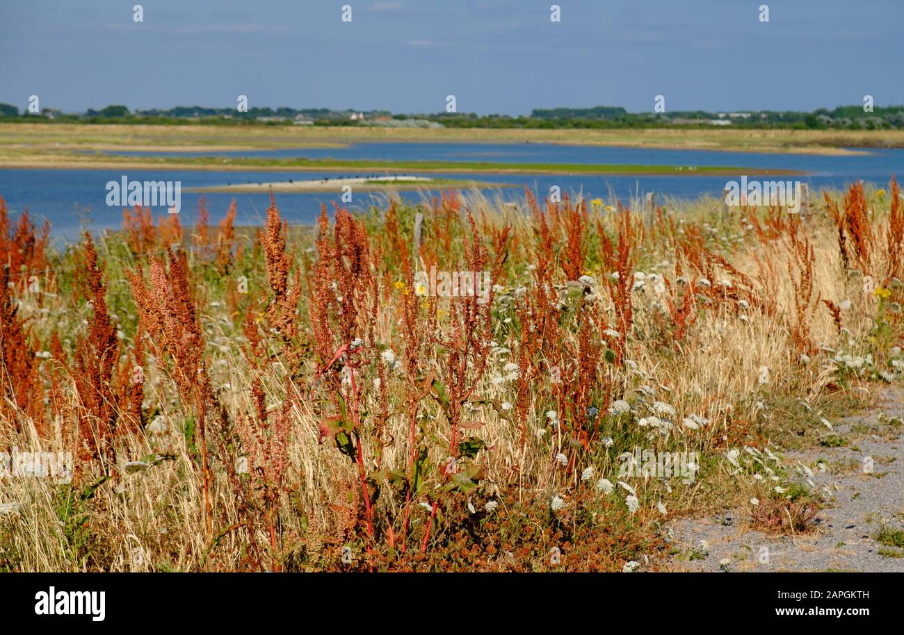 Étang et herbes sauvages à la Réserve naturelle de Medmerry, un programme de protection contre les inondations de l'Agence de l'environnement à Sidlesham, dans le West Sussex, en Angleterre. Banque D'Images