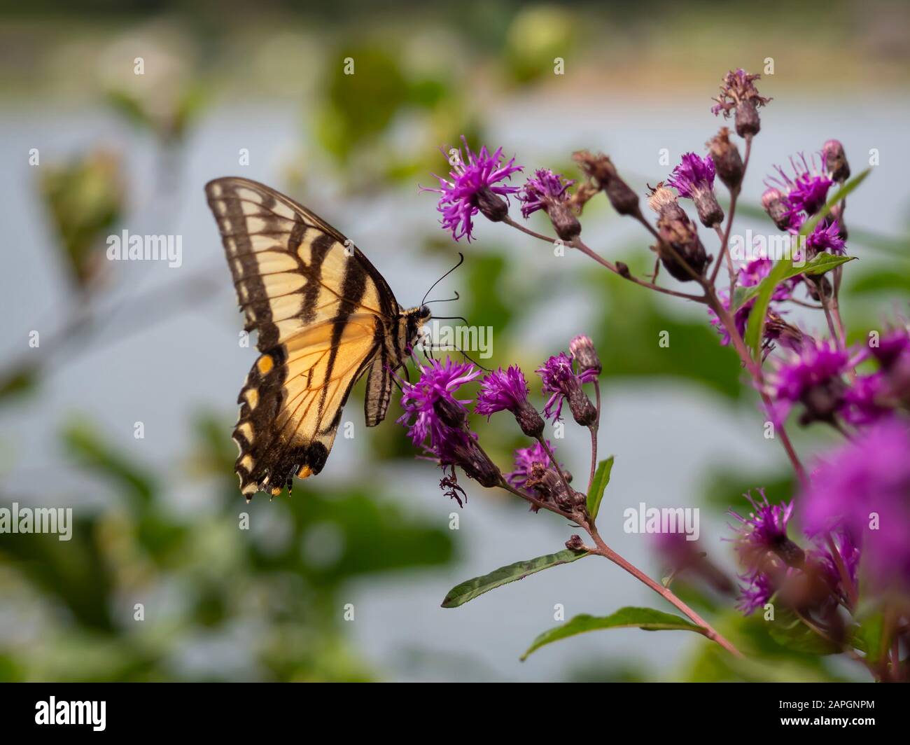 Papillon À Queue D'Allowtail Sur Des Fleurs Sauvages Violettes Avec Fond Naturel Banque D'Images Papillon À Queue D'Allowtail Sur Des Fleurs Sauvages Violettes Avec Fond Naturel Banque D'Images