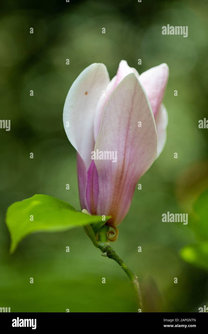 Une seule fleur rose de magnolia au printemps à Kew Gardens, Londres, Royaume-Uni - un gros plan Banque D'Images