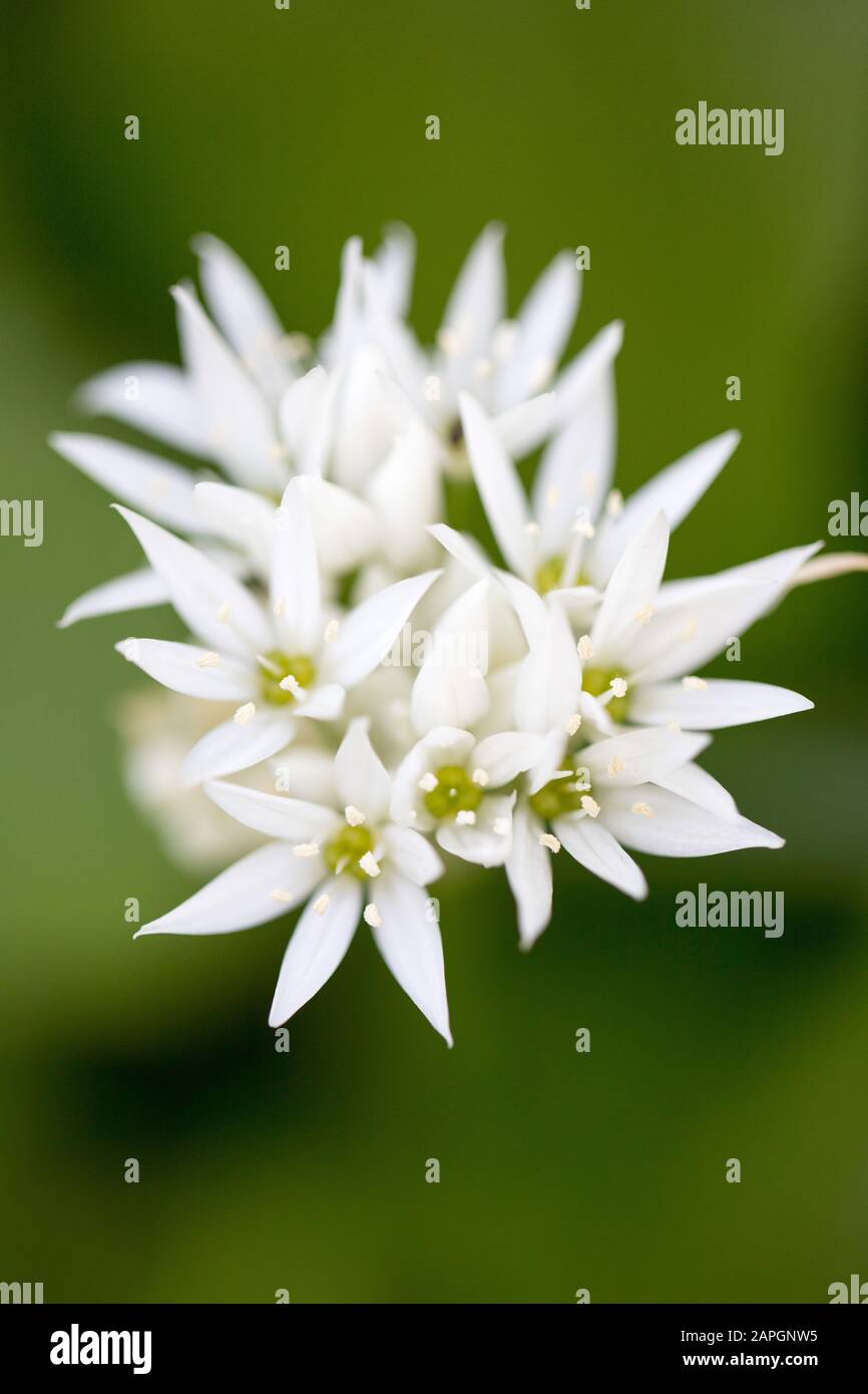 Petites fleurs blanches aux pétales pointues au printemps à Kew Garden, Londres, Royaume-Uni - un gros plan Banque D'Images