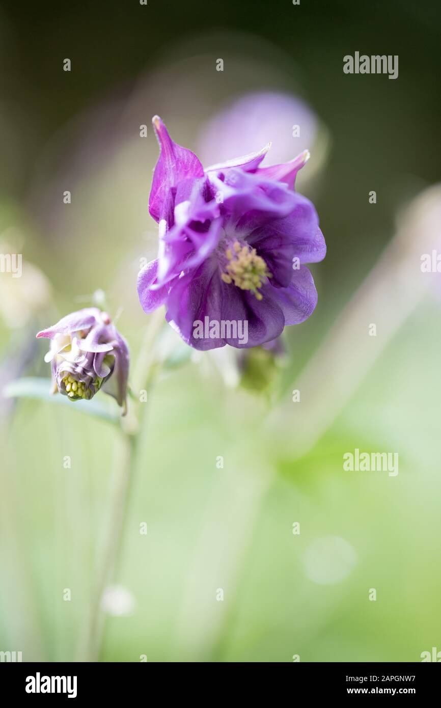 Une seule fleur de lilas au printemps à Kew Gardens, Londres, Royaume-Uni - un gros plan Banque D'Images