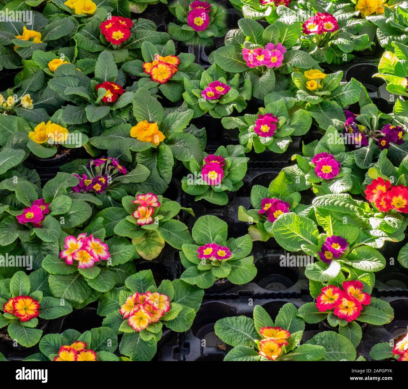 pots dans une serre avec des semis de primrose à fleurs, prêts à être enterrés dans le jardin Banque D'Images