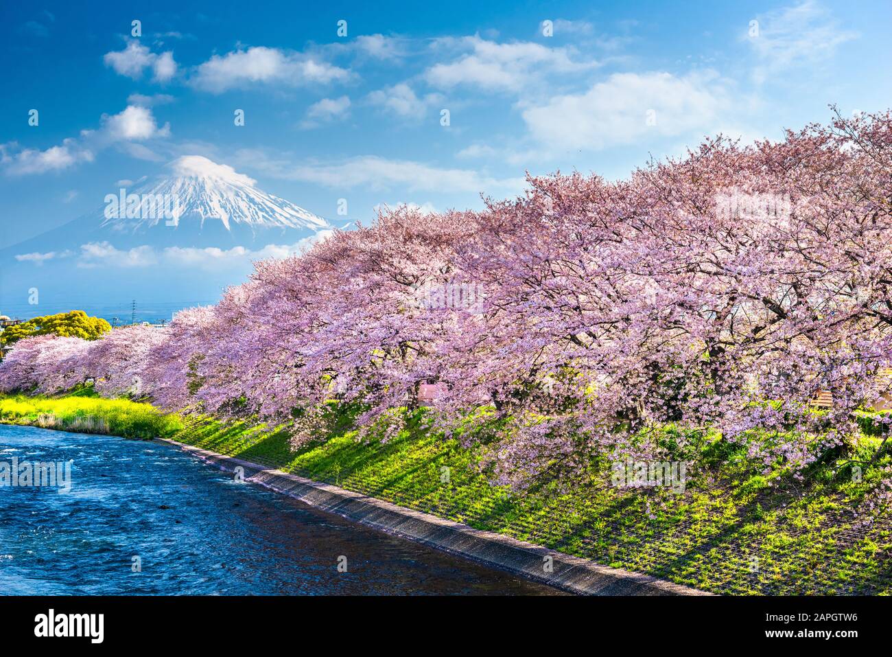 Mt. Fuji, Japon printemps paysage et rivière avec des fleurs de cerisiers. Banque D'Images
