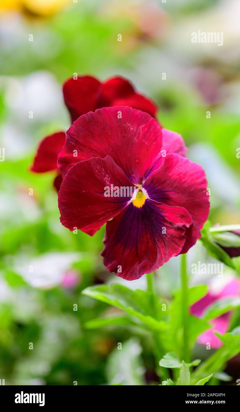 Fleur de pétunia rouge en pleine floraison Banque D'Images