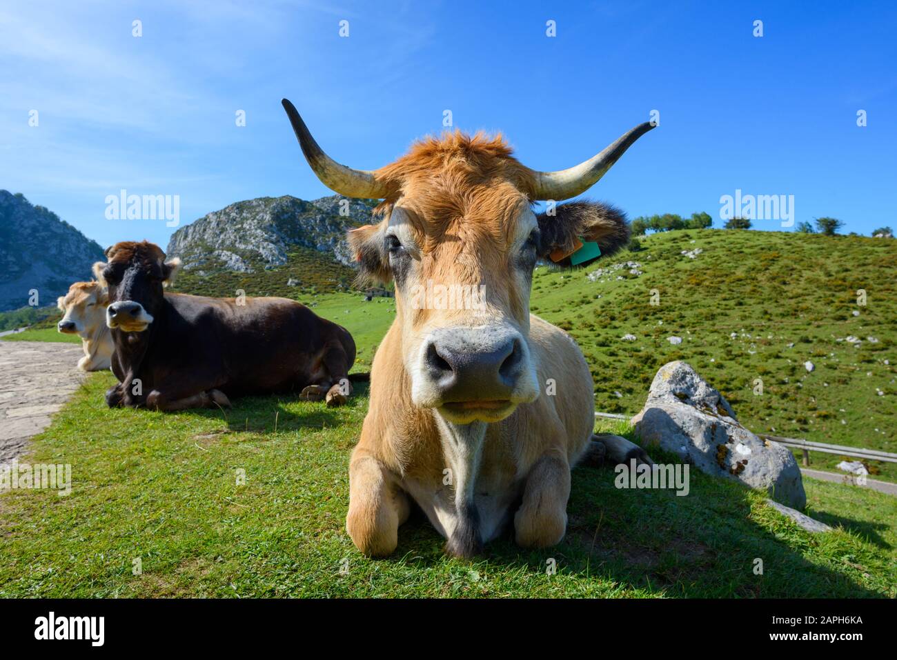 Joyeux bétail de montagne des asturies se reposant sur l'herbe verte le jour ensoleillé. Élevage de bovins de boucherie du nord de l'Espagne. Banque D'Images
