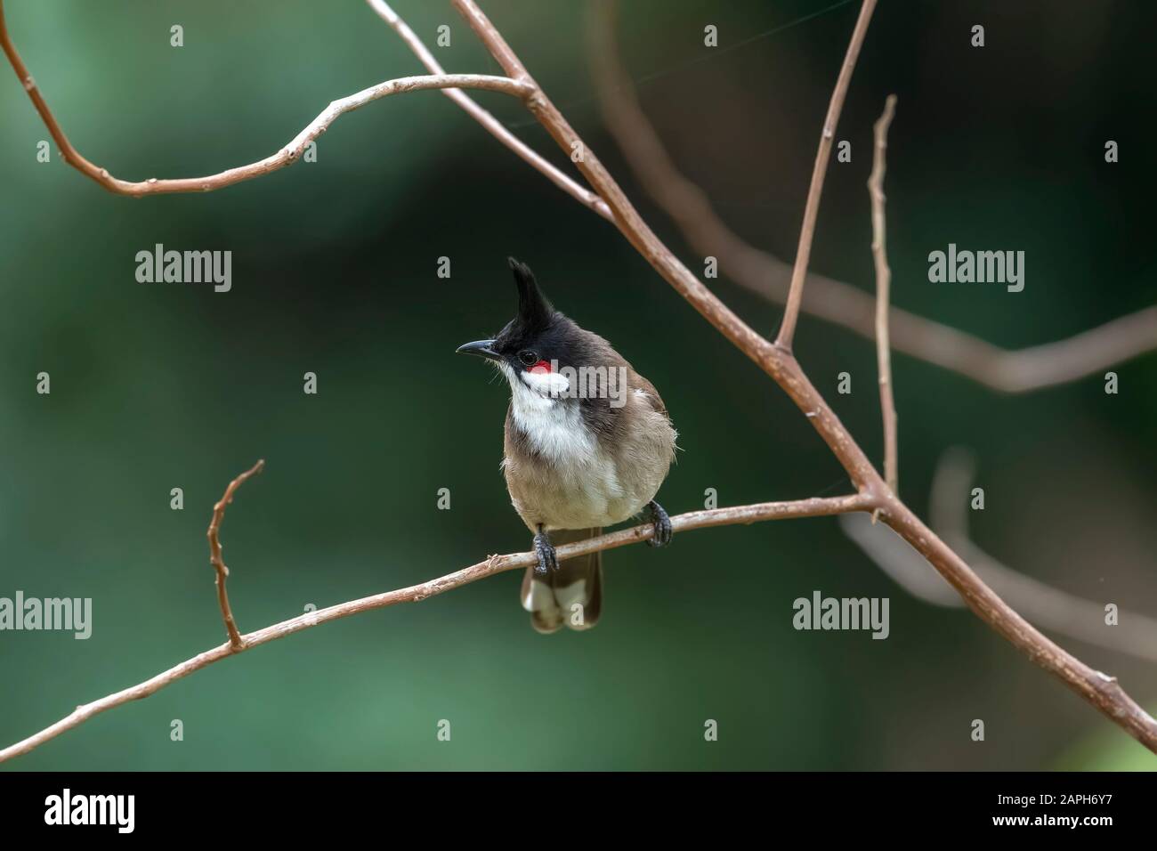 Bulbul À Chuchoté Rouge (Nom Officiel : Pycnonotus Jocosus) Sur Le Sentier De La Nature Tai Po Kau, Hong Kong Banque D'Images