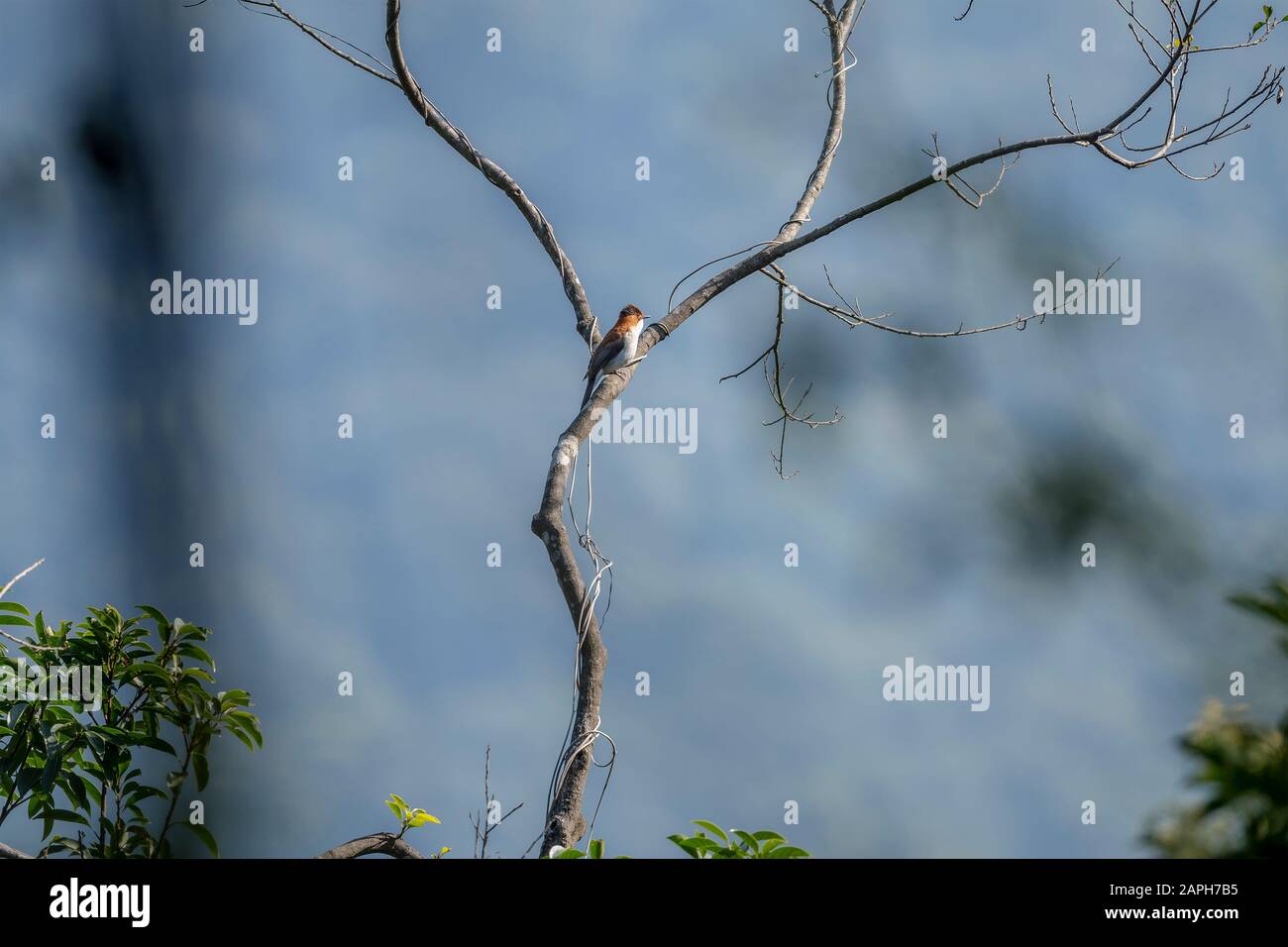 Châtaignier Bulbul (Nom Officiel : Hemixos Castanonotus) Sur Le Sentier De La Nature Tai Po Kau, Hong Kong Banque D'Images