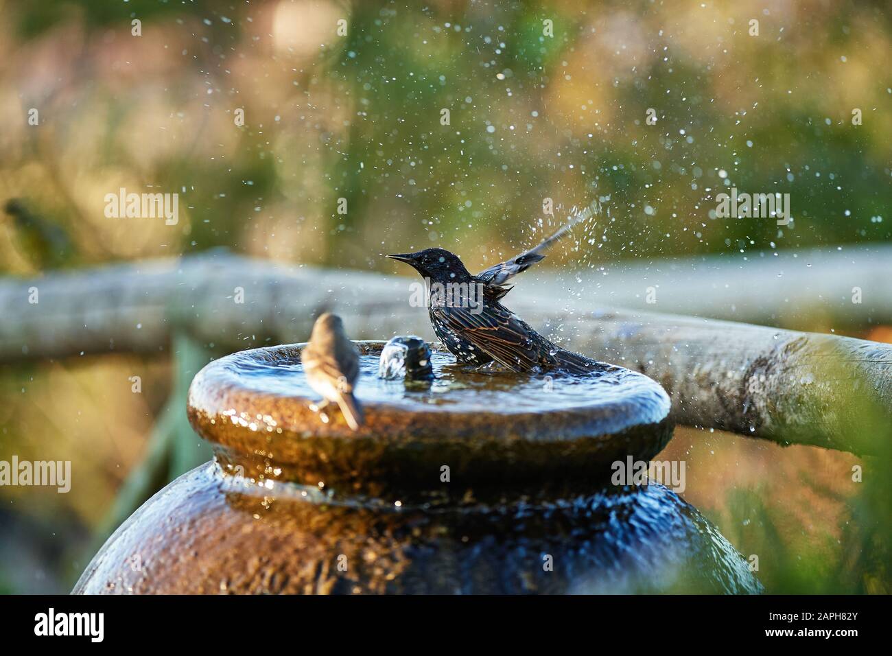 Starling baignant dans bain d'oiseaux Banque D'Images