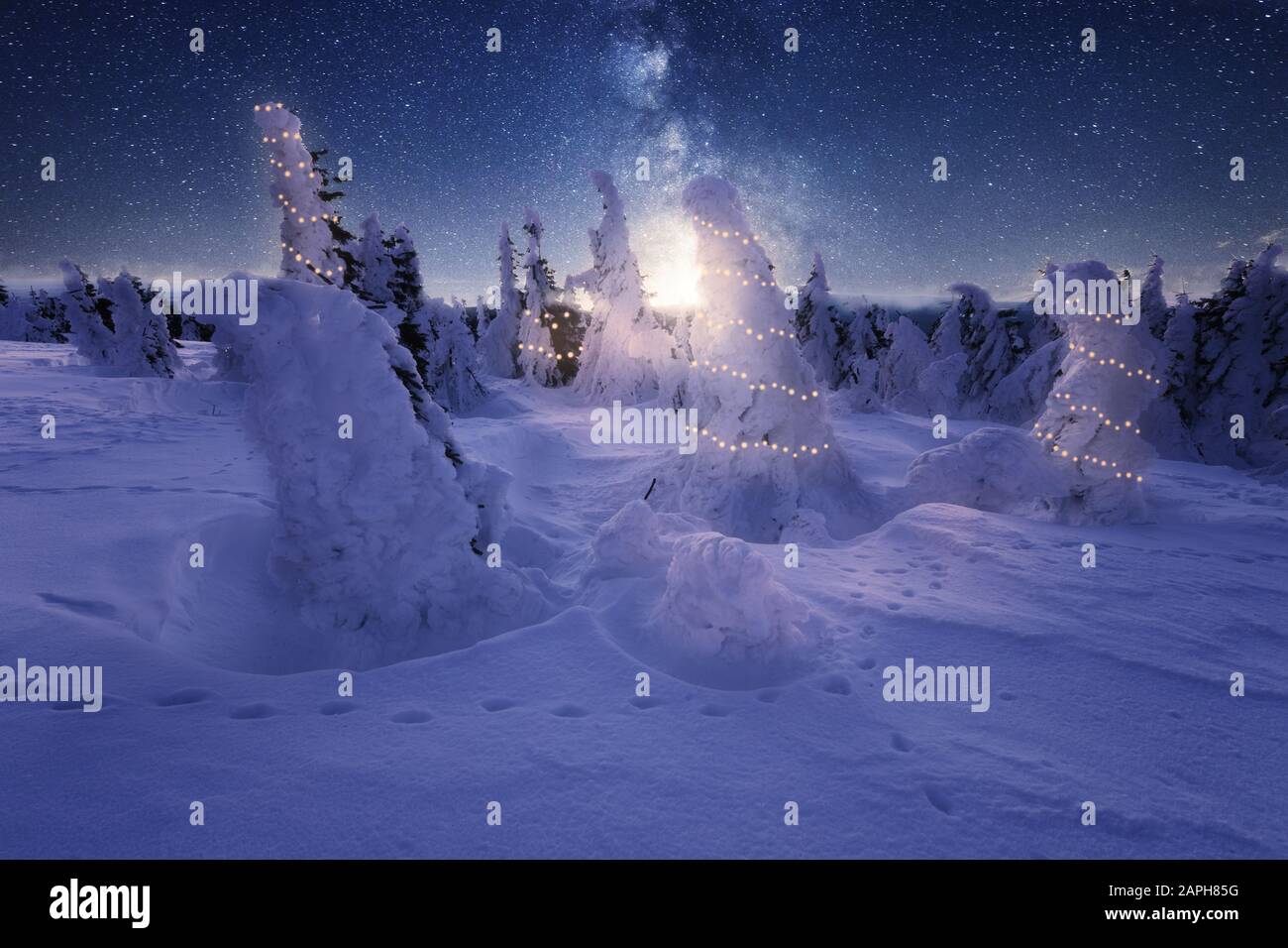 Paysage d'hiver avec des arbres neigeux et un ciel étoilé. Arbres avec lumières de fées Banque D'Images
