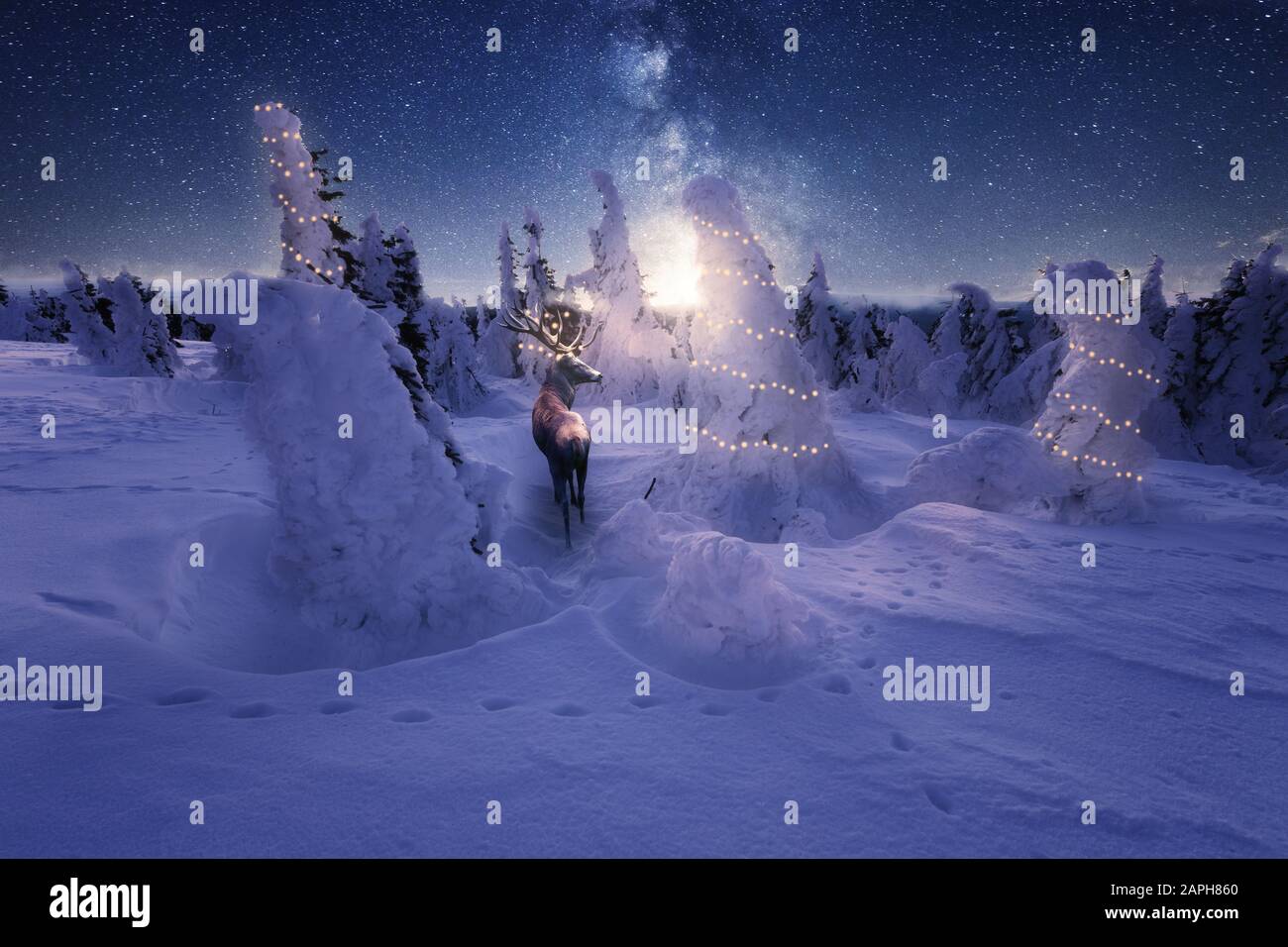 Paysage d'hiver avec des arbres neigeux et un ciel étoilé. Un cerf avec de magnifiques bois Banque D'Images