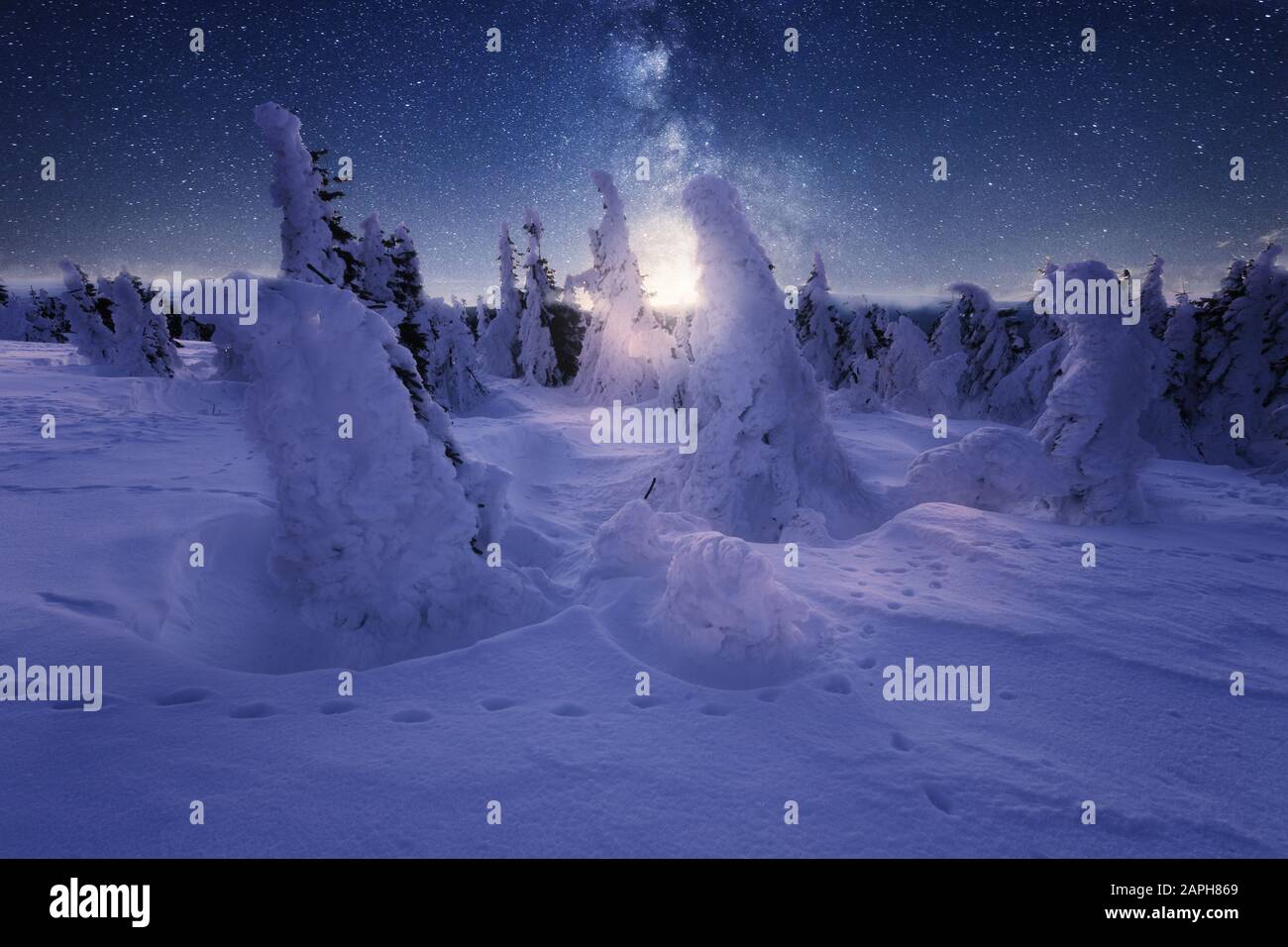 Paysage d'hiver avec arbres enneigés et ciel étoilé Banque D'Images