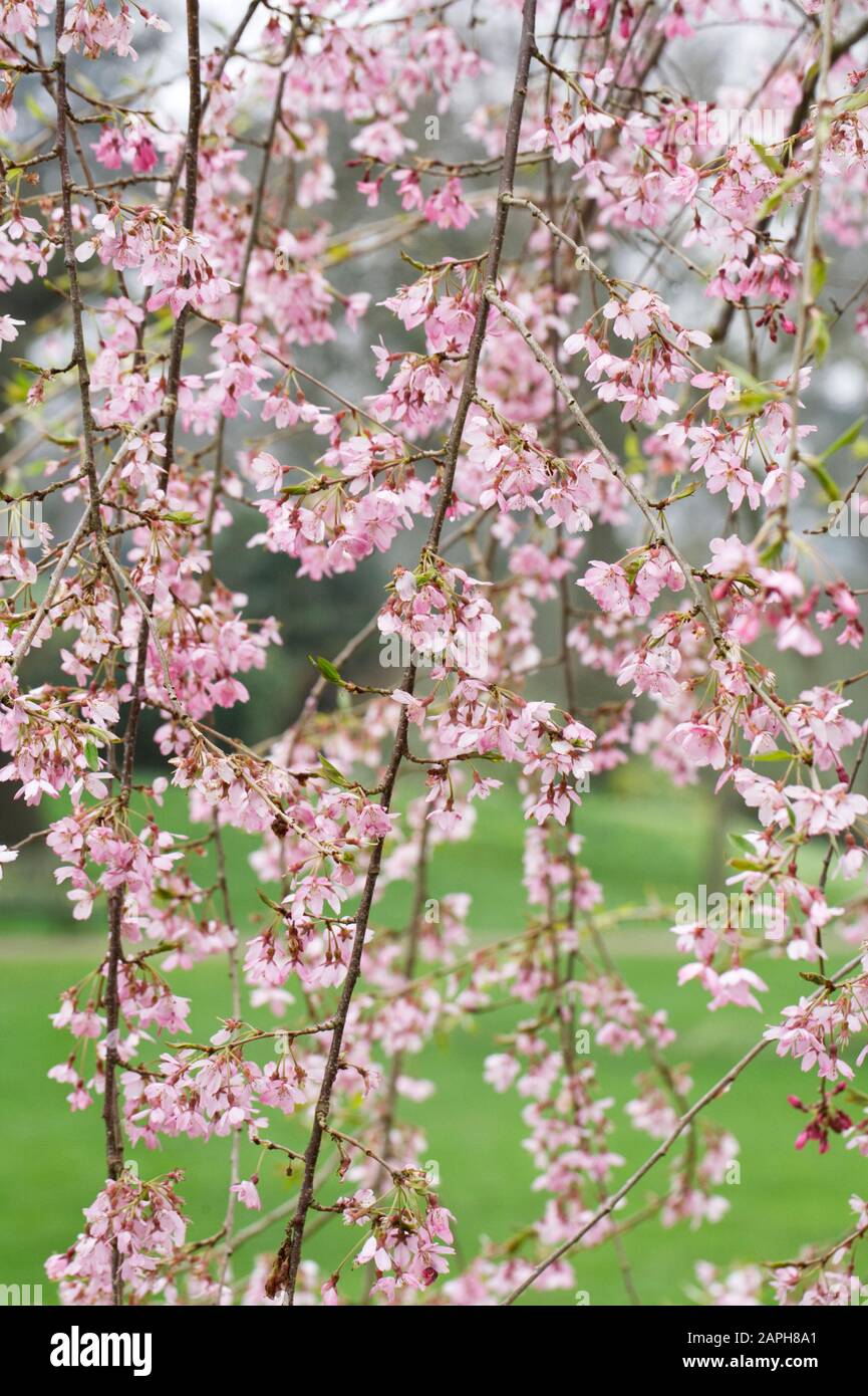 Prunus pendula 'Pendula Rosea' Blossom. Rosebud tombantes cerise. Banque D'Images