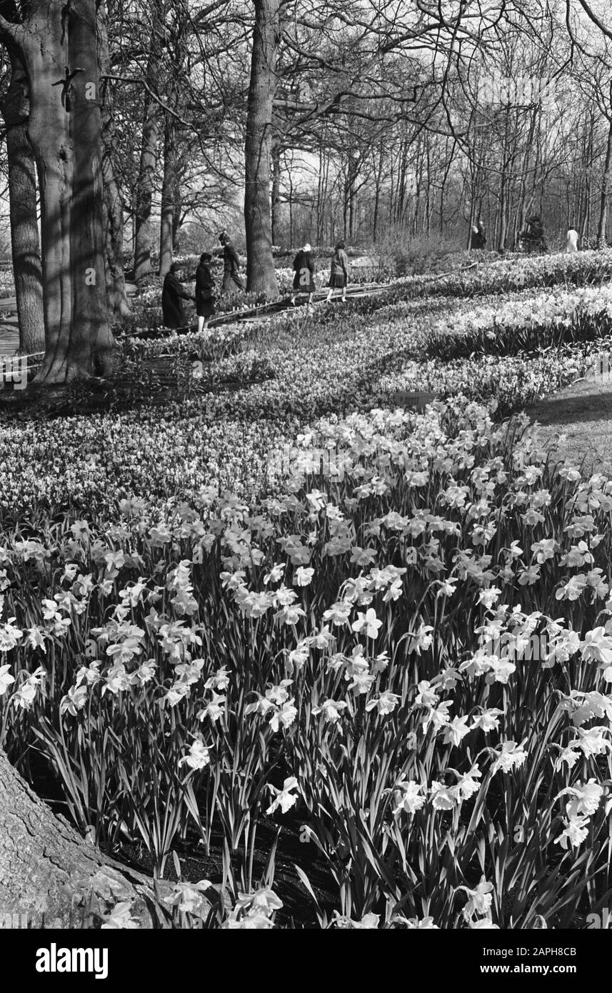 Les champs de fleurs en fleur, les fleurs en fleur au Keukenhof Date : 13 avril 1965 mots clés : fleurs, BOB FIELDS Nom de l'établissement : Keukenhof Banque D'Images