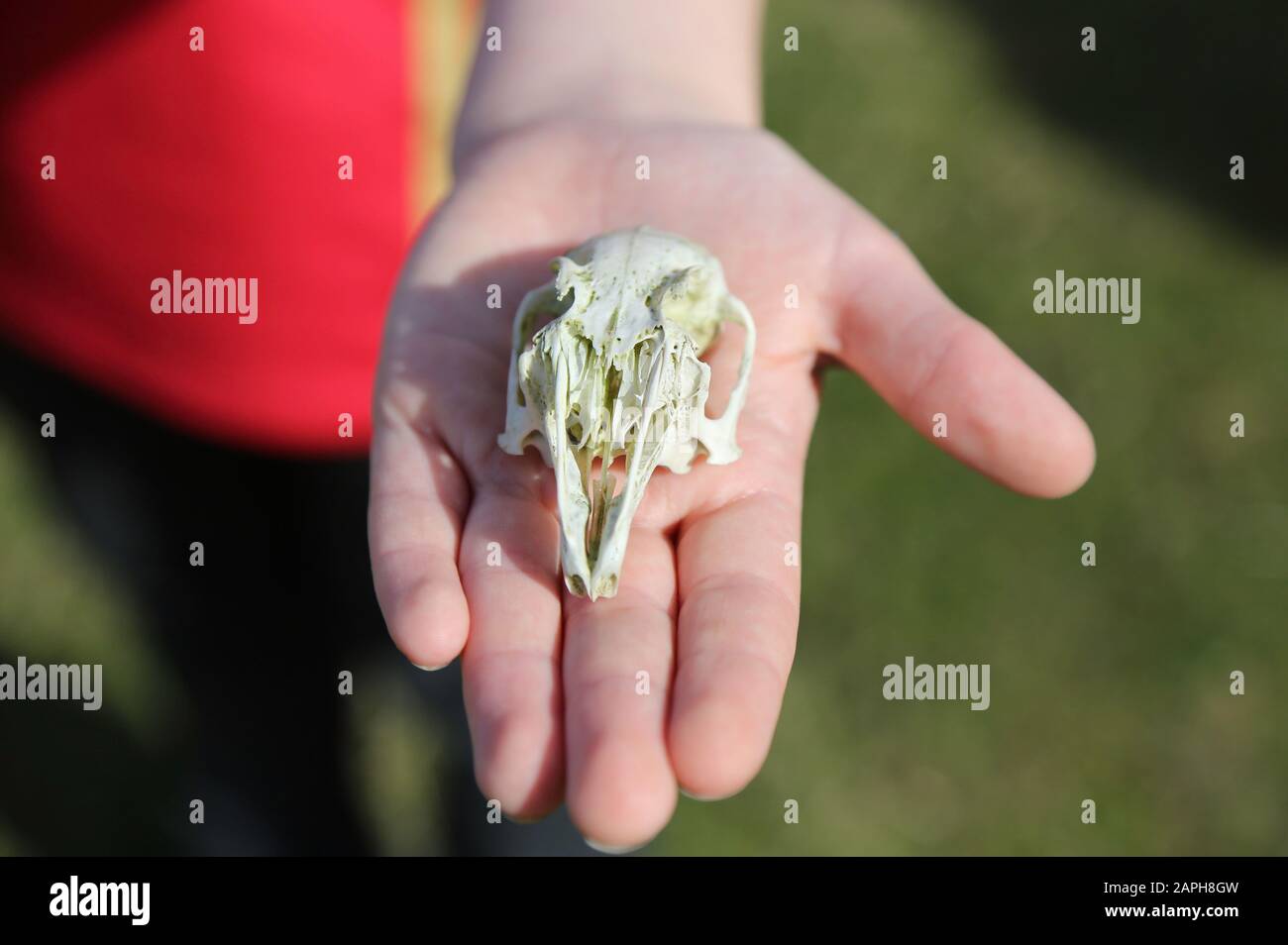 Détail de la main de l'enfant tenant un crâne d'animal avec un fond rouge et vert. Crâne De Lapin Banque D'Images