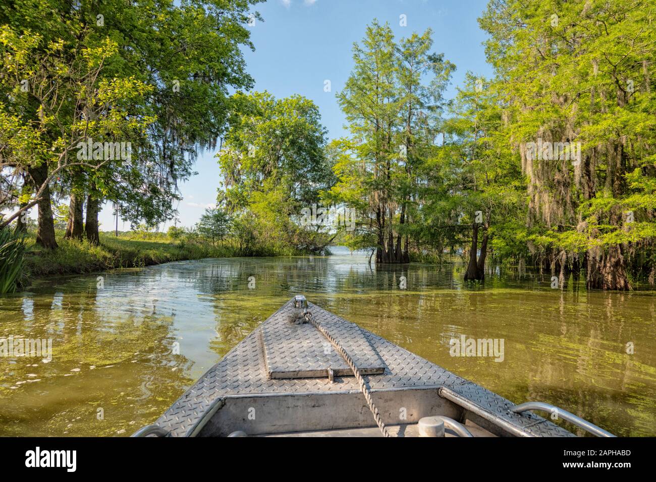 Vue depuis le bateau touristique à travers les marais du lac Martin, Louisiane, États-Unis Banque D'Images