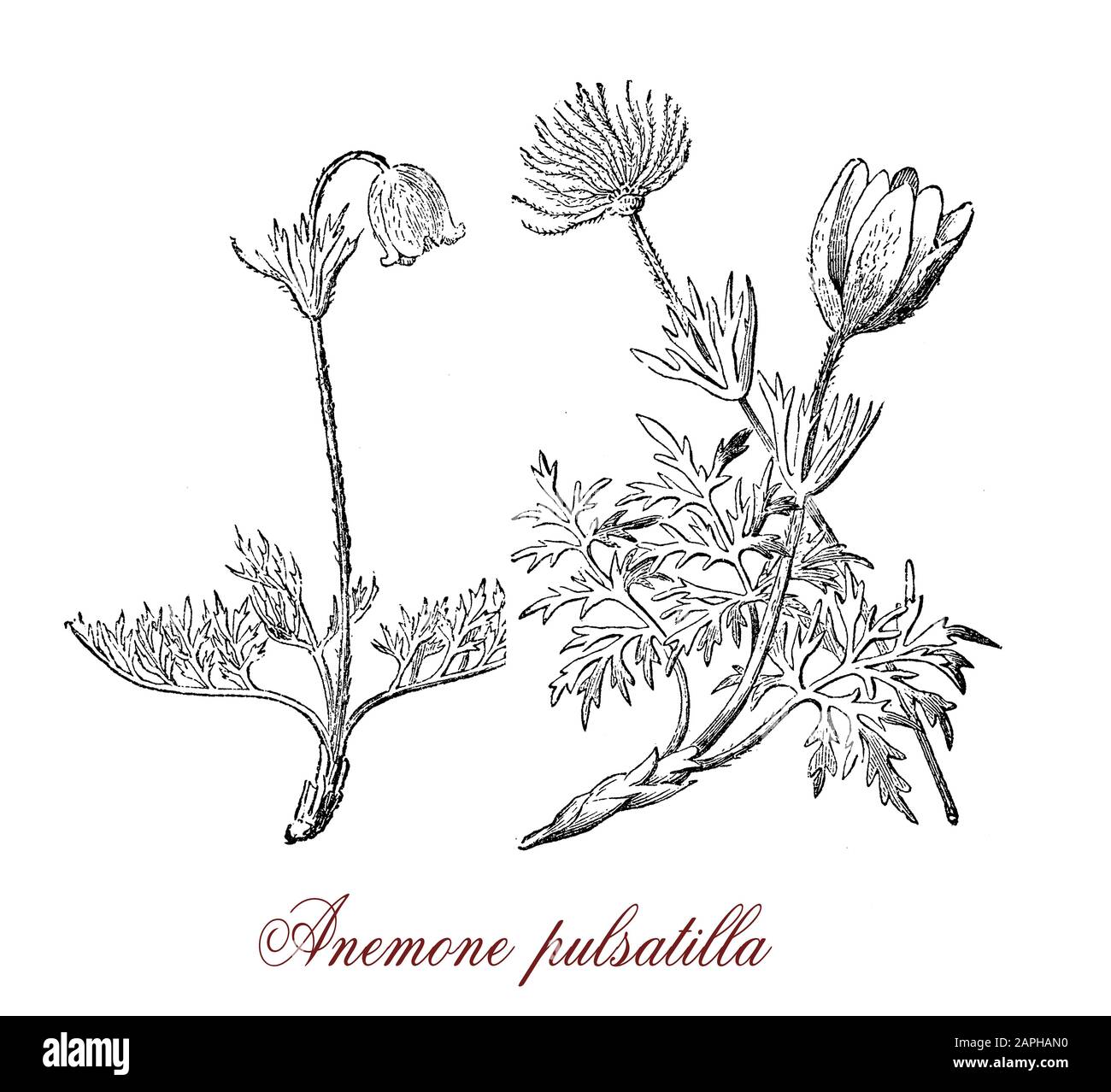 Pulsatilla vulgaris ou pasque fleurs fleuries appartenant à la famille de buttercup originaire d'Europe avec des fleurs violettes en forme de cloche Banque D'Images