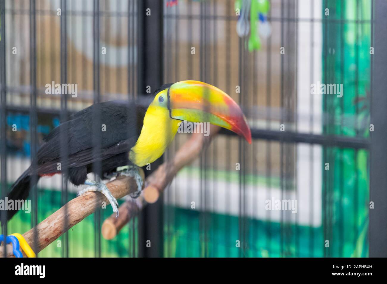 Gros plan portrait d'une belle charme indien, oiseau tropical coloré, Espèce animale Vulnérable d'Asie - image Banque D'Images