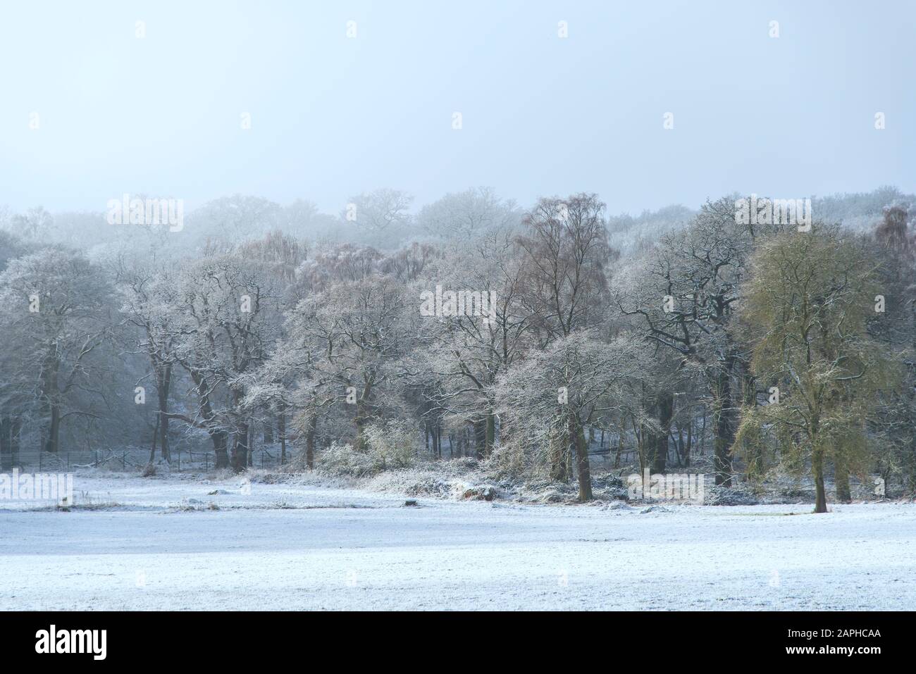 Arbres d'hiver couverts de givre sur un terrain enneigé pendant l'hiver anglais dans Trentham Gardens Staffordshire Angleterre Banque D'Images