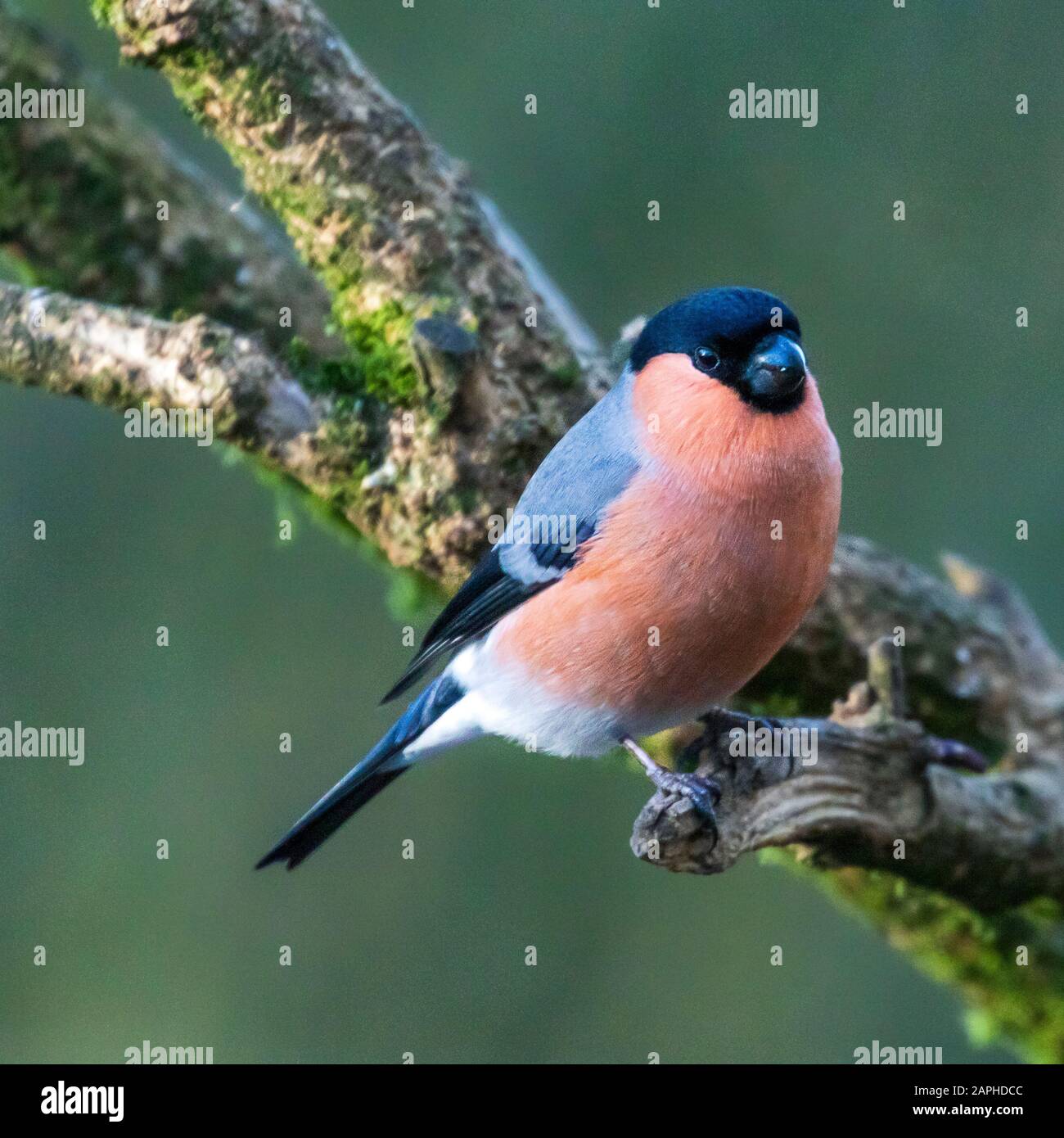 La bouille eurasienne mâle (Pyrrhula pyrrhula) Banque D'Images