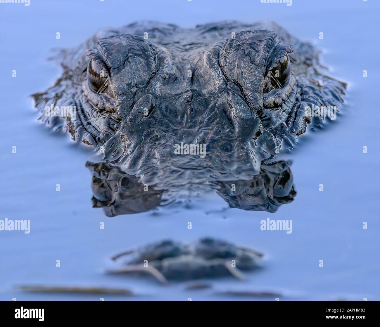 Une proximité d'un alligator photogénique au parc national des Everglades. Banque D'Images