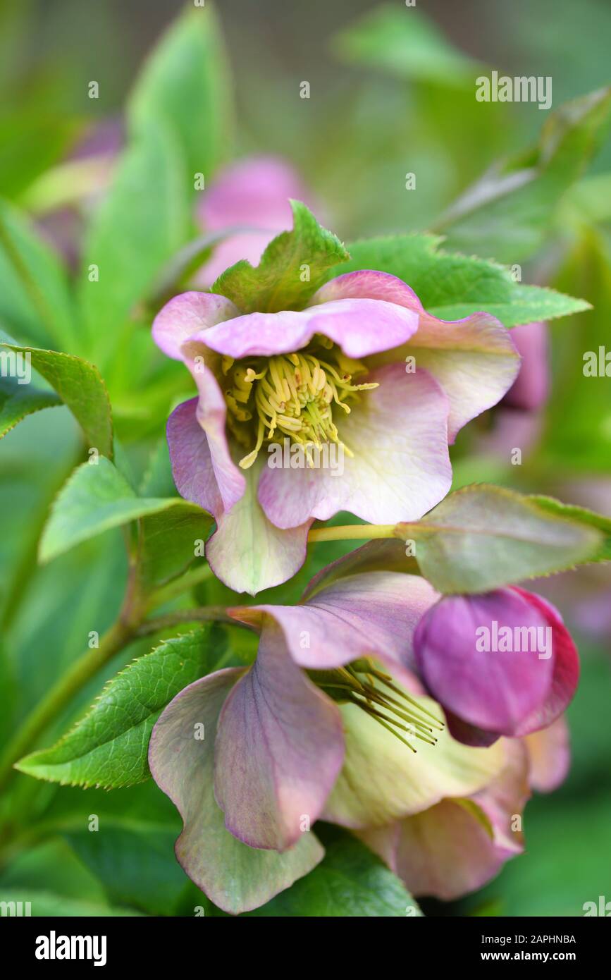 Belle Helleborus rose, les fleurs printanières fleurit dans le jardin Banque D'Images