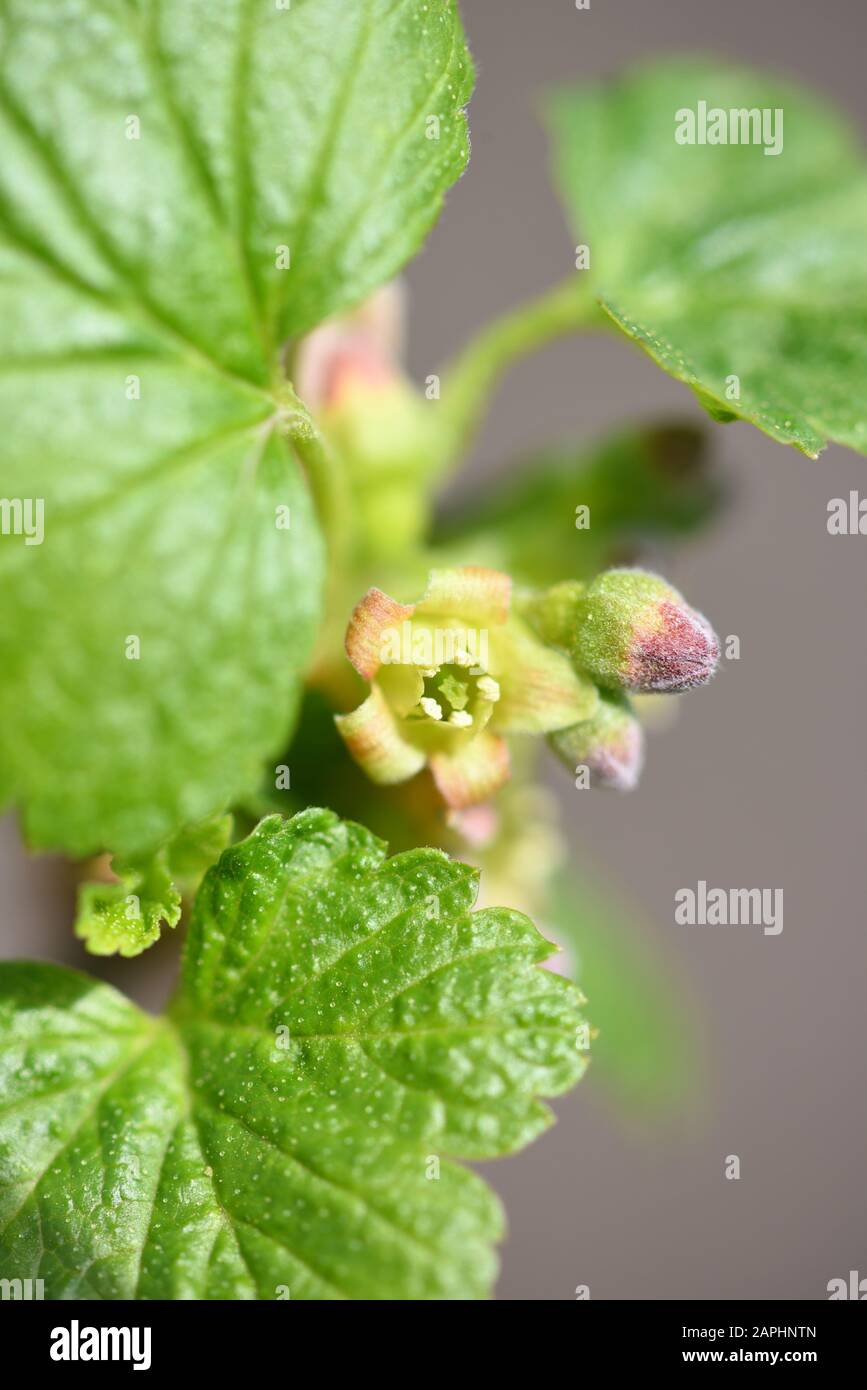 Floraison du cassis (Ribes nigrum). Faible profondeur de netteté Banque D'Images