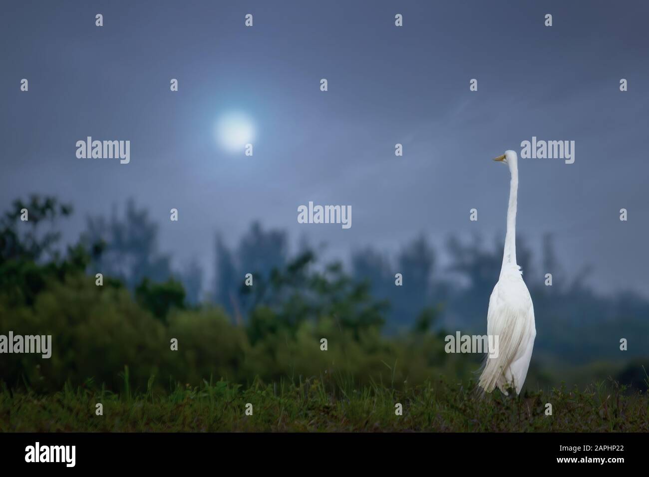 Un grand Egret blanc regarde la lune se lever au-dessus des Everglades de Floride. J'aime la façon dont l'aigrette semble aussi fasciné par la lune que moi. Banque D'Images