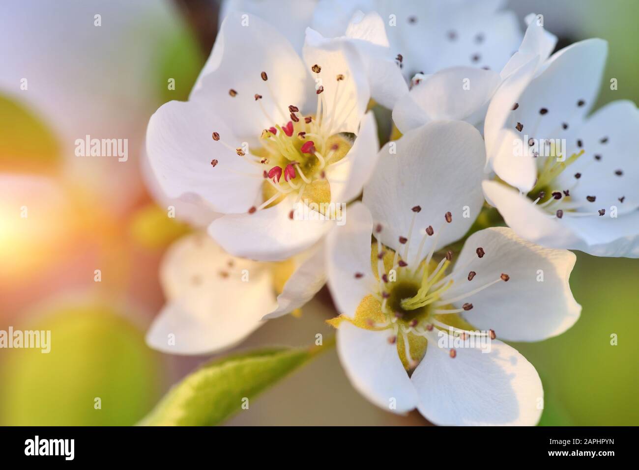 Branche florissante de poire au soleil au printemps Banque D'Images