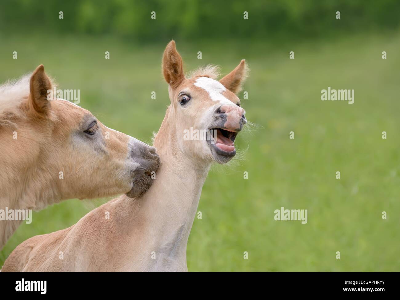Deux chevaux haflinger rigoles jouant côte à côte dans un pré vert d'herbe, ils sont les meilleurs amis Banque D'Images
