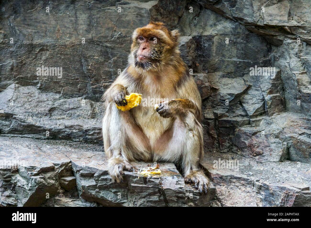 Macaque barbare Macaca sylvanus, magot sur rocher, animal drôle Banque D'Images