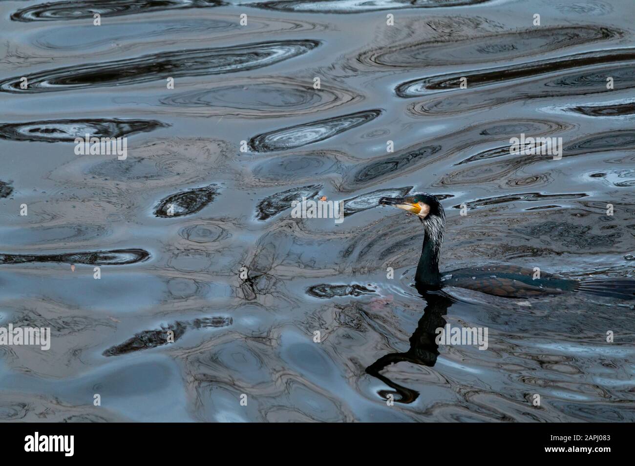 Grand cormorant, Phalacrocorax carbo, avec la nage de plumage en eau douce. Banque D'Images
