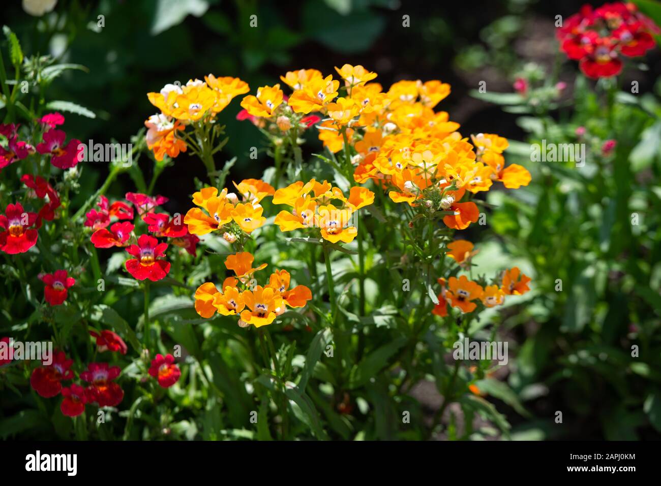 Dans de nombreuses couleurs Nemesia, Sansatia fleurit. Cette fleur a été nommée d'après Nemesis, la déesse grecque du châtiment. Banque D'Images