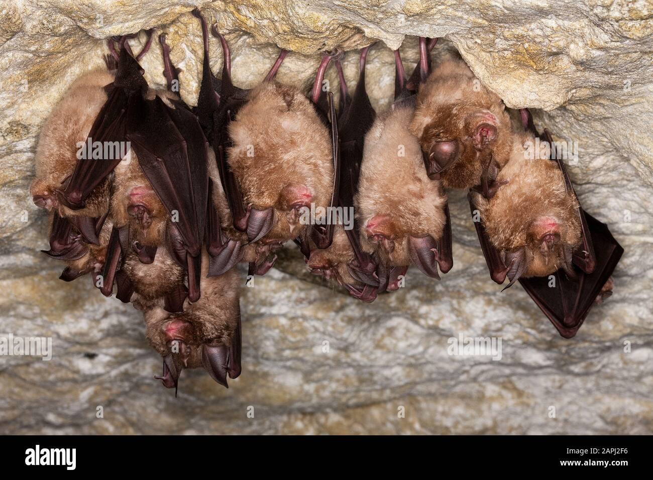 Plus de Horsehoe Bat, Rhinolophus ferrumequinum, colonie hibernant dans une grotte, Normandie Banque D'Images