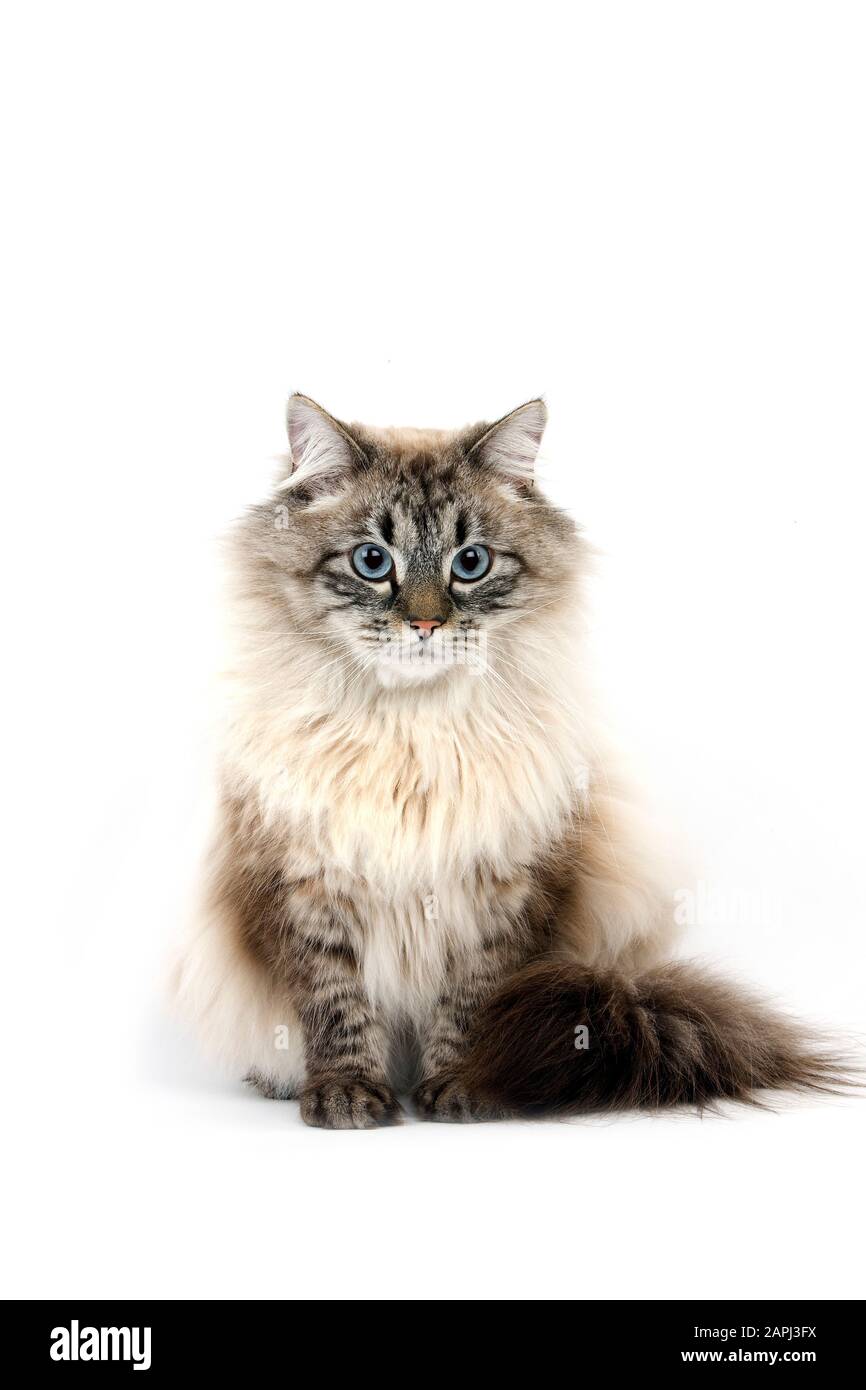 Chat Siberien Neva Masquerade Seal Tabby Point La Couleur L Homme Contre L Arriere Plan Blanc Photo Stock Alamy