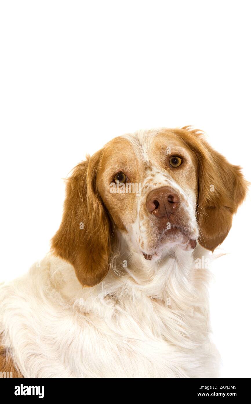 Chien D'Espagne Français (Couleur Cannelle), Portrait De Homme Contre Fond Blanc Banque D'Images