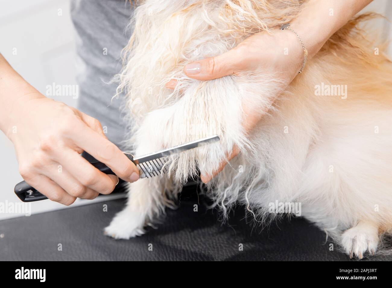 Toiletteur professionnel cheveux coupés aux ciseaux et clipper petit sourire chien spitz pomeranian Banque D'Images