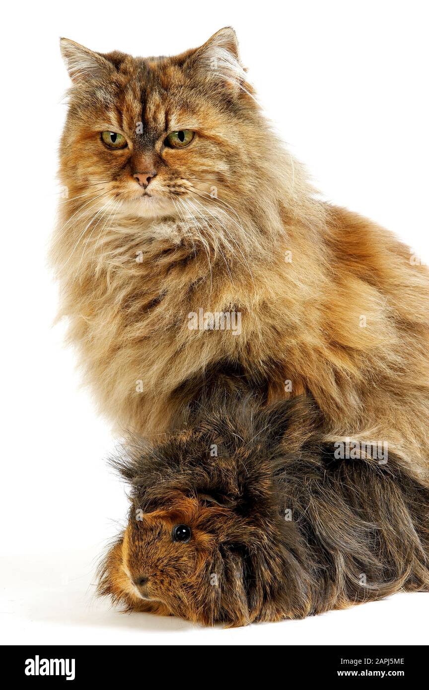 Three Persian Cats Banque De Photographies Et D Images A Haute Resolution Alamy