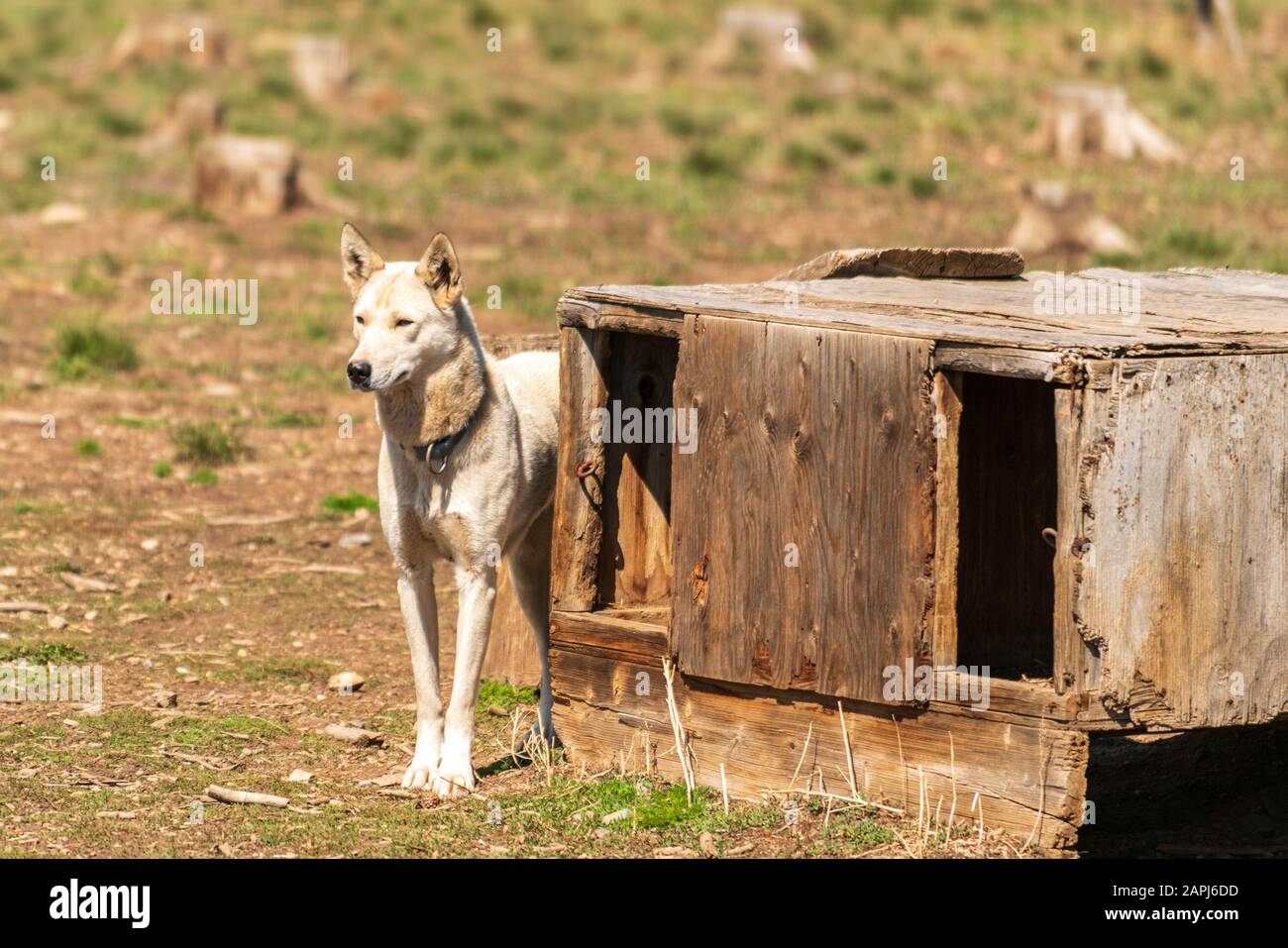 Équipe de chiens de traîneau d'Alaska Huskies, (nom scientifique : Canis lupus familiaris) Banque D'Images