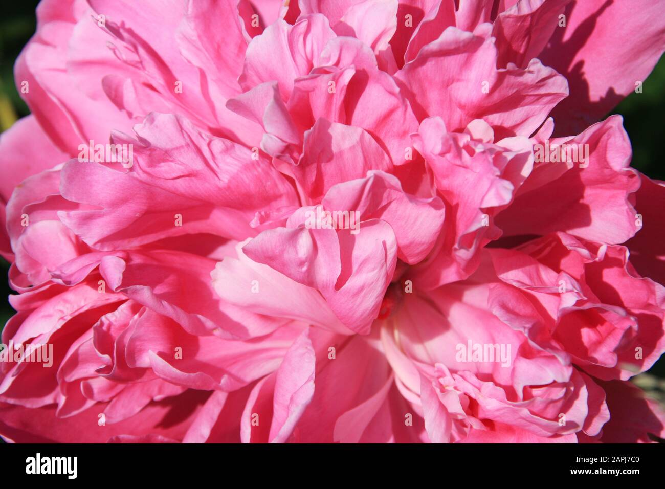 Fleur de pivoine rose dans le soleil du matin gros plan sur un fond vert flou. Banque D'Images